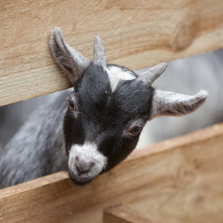 Lane Ends Pygmy Goats